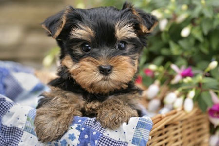 Pup in Basket with Blue Blanket DP426