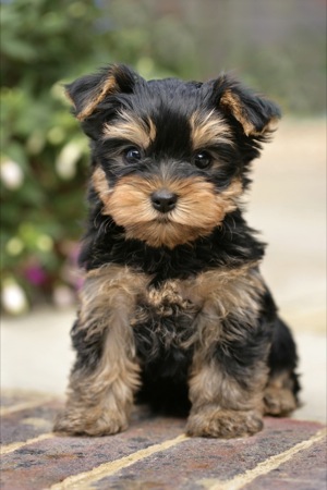 Black and Brown Pup on Wall DP427