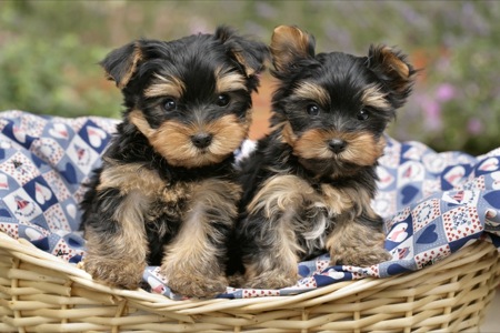 Two Black and Brown Pups in Basket DP428