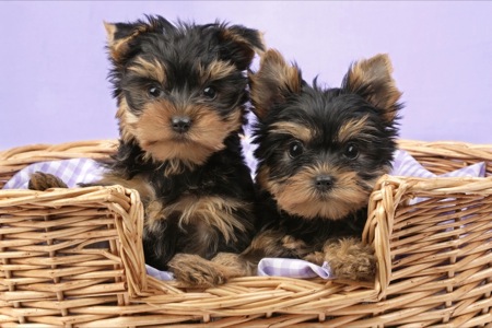 Two Black and Brown Pups in Basket DP504