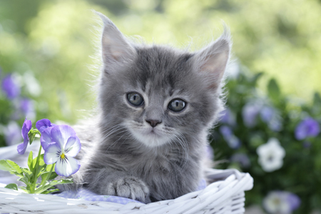 Grey Kitten in Basket CK316