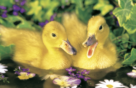 Two Ducklings A157