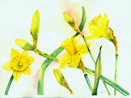 Daffodils