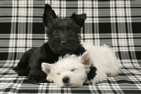 Terriers with B+W DP436