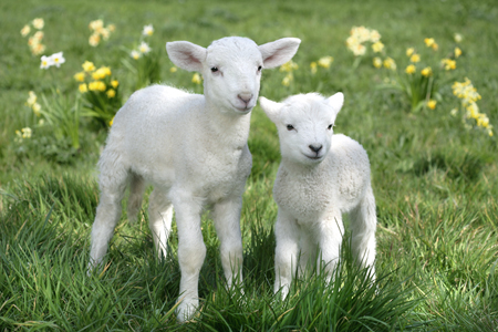 Easter Lambs EA538