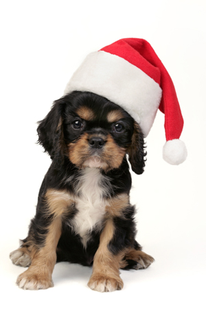 Santa Puppy C538