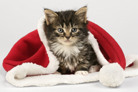 Christmas Kitten C555