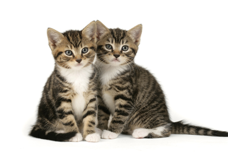 Two Tabby Kittens CK320