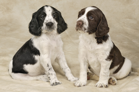 Two Spaniel Dogs DP253