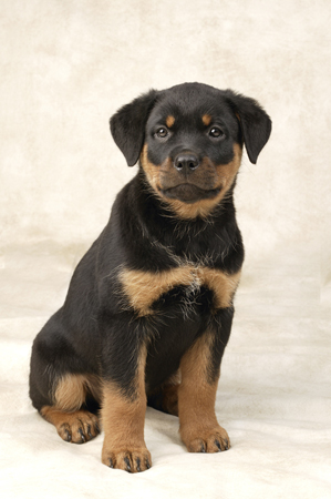 Rottweiler Puppy DP262