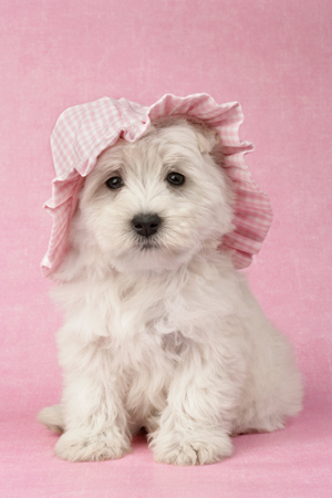 Pup in Pink Hat DP354