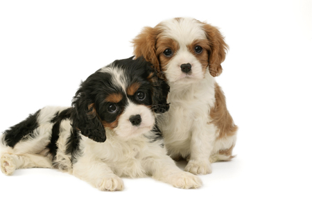 Two Spaniel Pups DP459