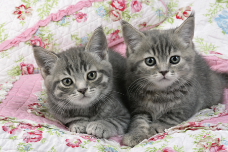 Two Grey Kittens on Floral Quilt CK346