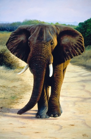 Bull Elephant