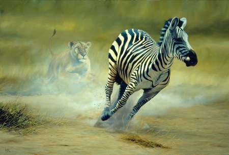 Lion stalking Zebra