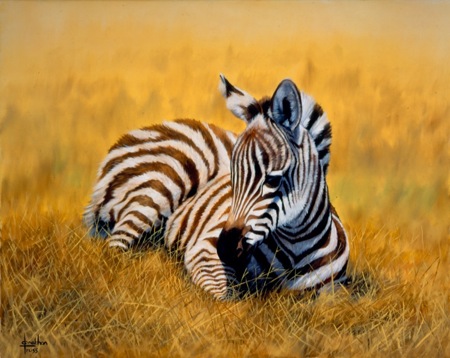 Zebra Calf