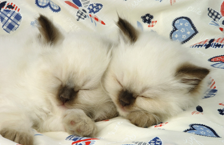 2Sleeping Siamese Kits CK169