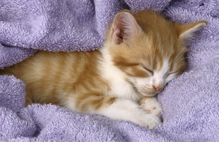 Ginger Kit Sleeping on Mauvre Blanket CK102