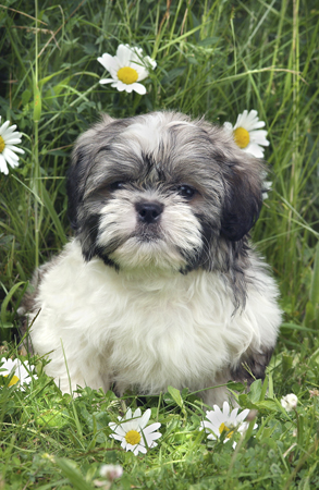 Dog on Grass DP103