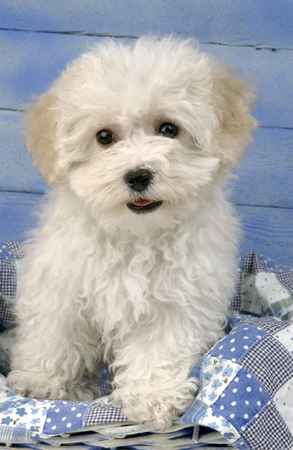 White Pup on Blue DP106