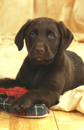 Choc Lab Pup DP132