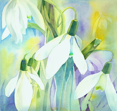 Snowdrops