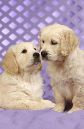 Two Lab Pups on Purple DP152