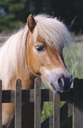 Horse at Fence A239