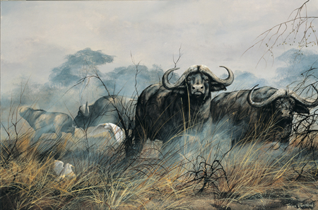 Cape Buffalo On the Move NPI-25017