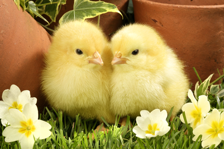 Easter Chicks by Flowers EA519