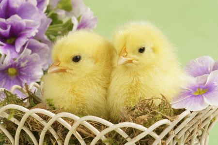 Easter Chicks in Basket EA536