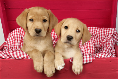 Two Lab Pups in Red Box DP558