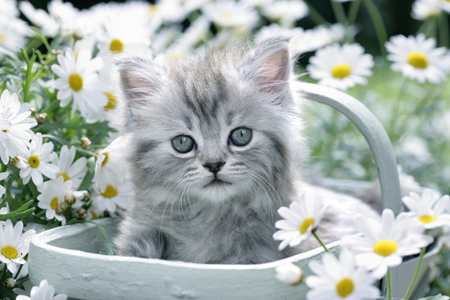 Grey Kitten in Basket CK386