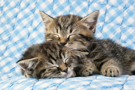 2Kittens on Blue Gingham CK391