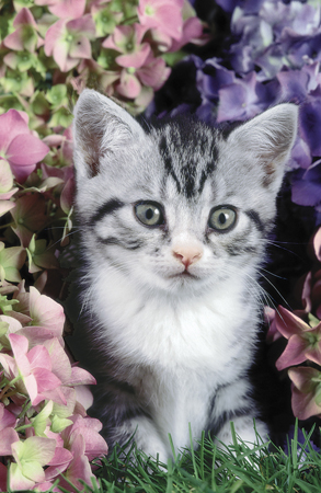 Kitten in Flowers A125