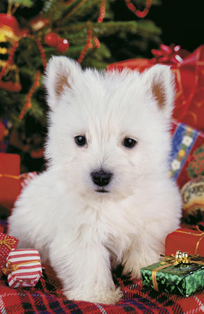 White Pup at Christmas A166