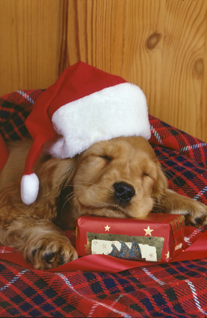 Brown Pup in Santa Hat A219