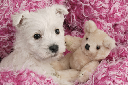 White Pup and Teddy DP333