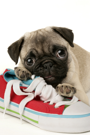 Pug Pup and Shoe DP377