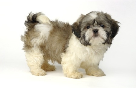 Shih Tzu DP111