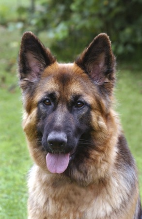 German Shepherd DP121.1