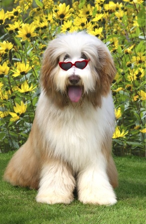 Bearded Collie in Glasses DP126