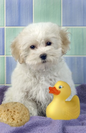 Bichon Frise with Rubber Duck DP130