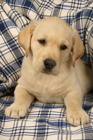 Lab Pup on Blanket DP278