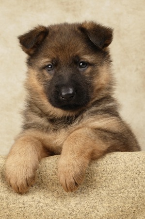 German Shepherd Pup DP312