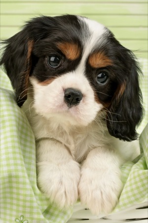 Cavalier King Charles Spaniel Pup DP364