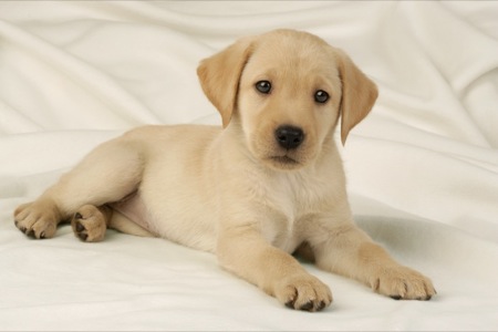 Yellow Lab Pup DP383A