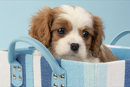 Cavalier King Charles Spaniel Pup in Bag DP458