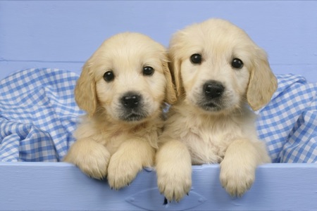 Golden Retriever Pups in Blue Drawer DP493