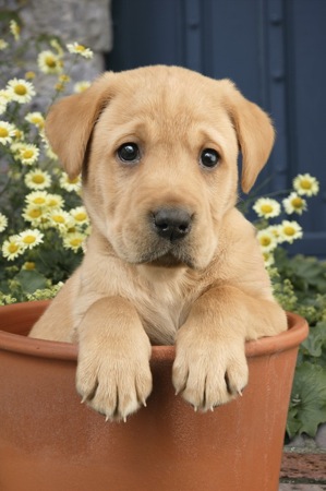 Pup in Flower Pot DP498